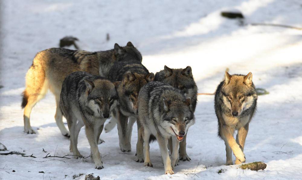 一个手持铁棍的健康男人,能否斗过一只狼?_孙大力_班长_李启明