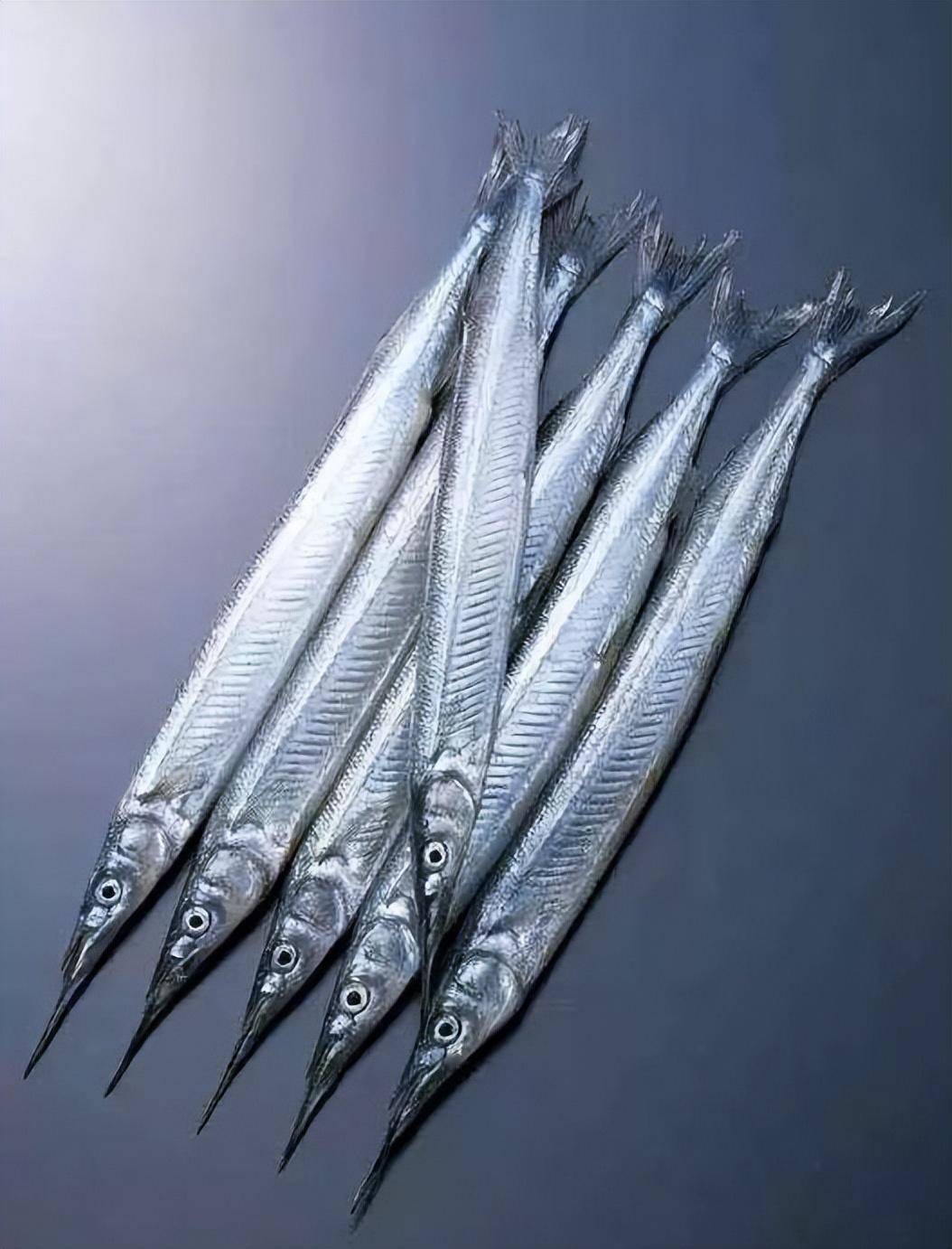 颌针鱼具有弯曲尖锐的嘴巴,长相非常怪异,却是捕食小能手?