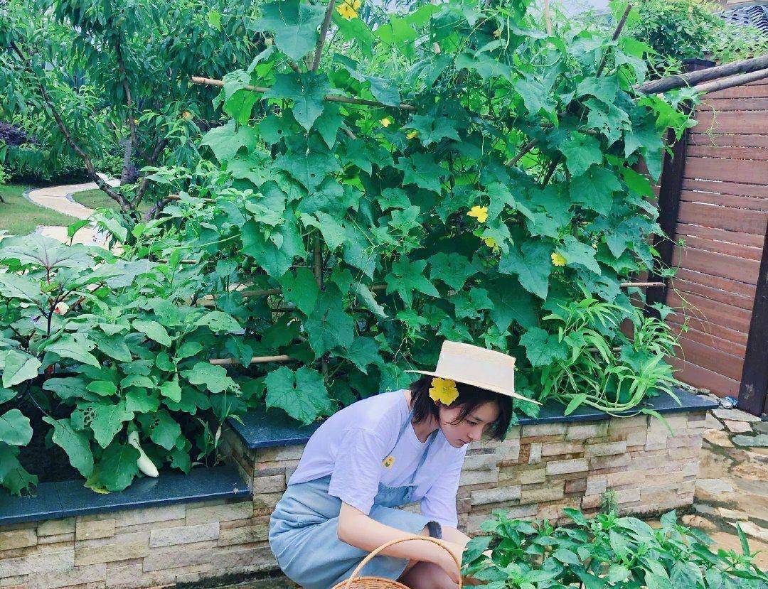 张馨予家菜园子丰收了,摘了满满一筐瓜果,小馋猫却并不满足,还想着吃