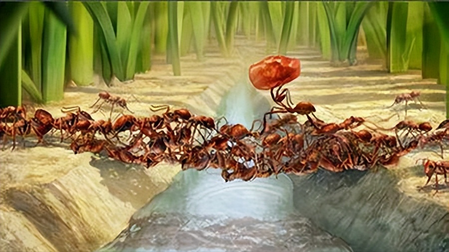蚂蚁水中建造陆地?揭秘抱团搭建现象背后的奥秘!_食物_团队_环境