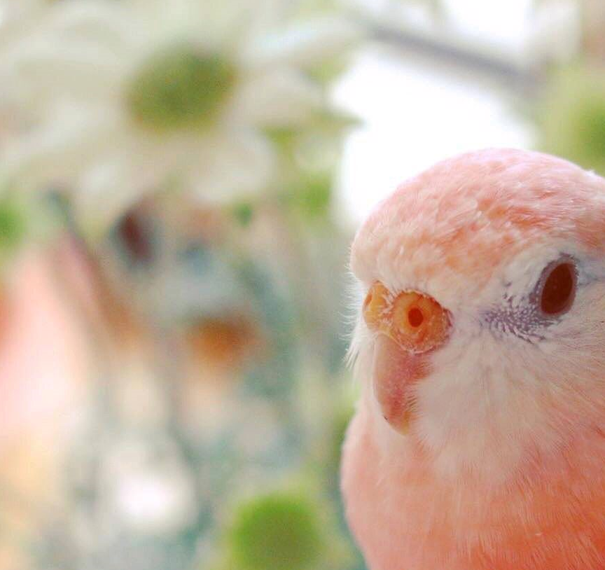 可爱的秋草鹦鹉,让人一整天都感到元气满满!甜美的像水蜜桃!