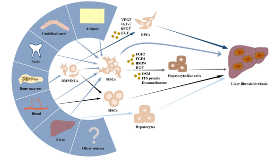 幹細胞治療肝纖維化,肝硬化的臨床研究進展_來源_充質