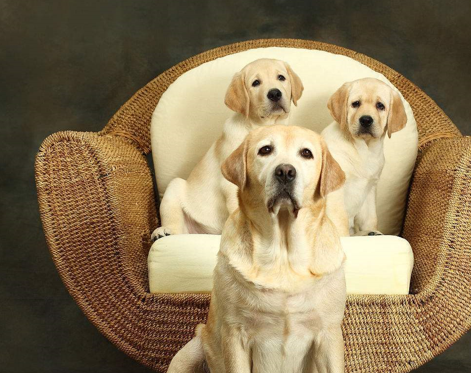 拉布拉多犬为什么不听话?