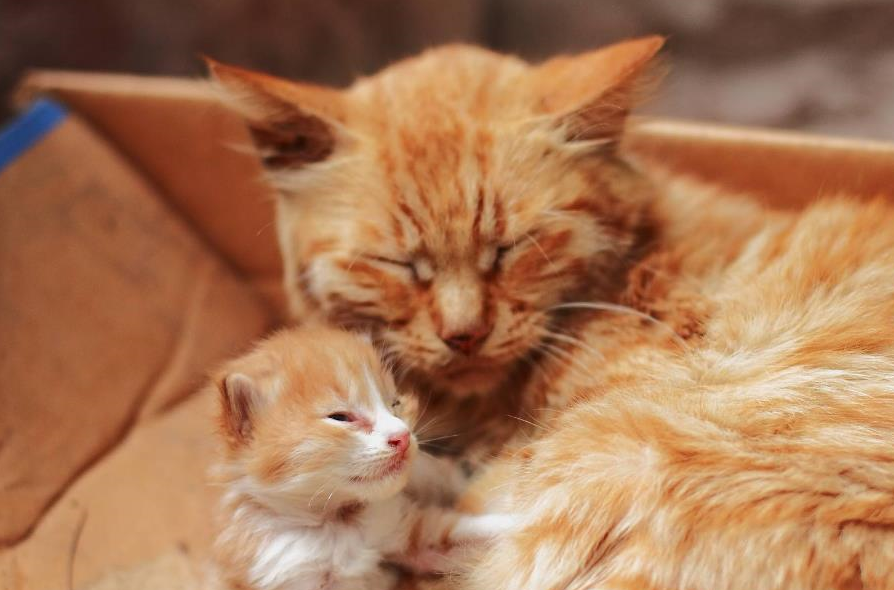 猫咪:刚抓的,快趁热吃吧!_主人_我家_礼物