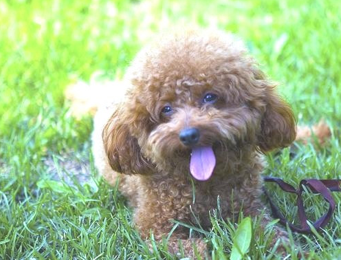 養殖泰迪犬,兩種態度不可接受,會讓狗學得很厲害,甚至恨你!