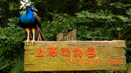 上海新涇公園,上海動物園,仙霞高爾夫練習場2,生態公園繽谷廣場商場