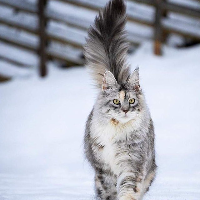 缅因猫雪地图片