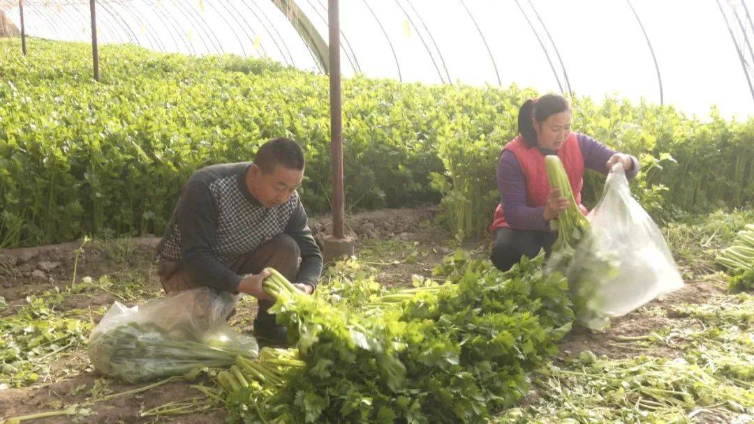 反季種植不斷茬 大棚變身