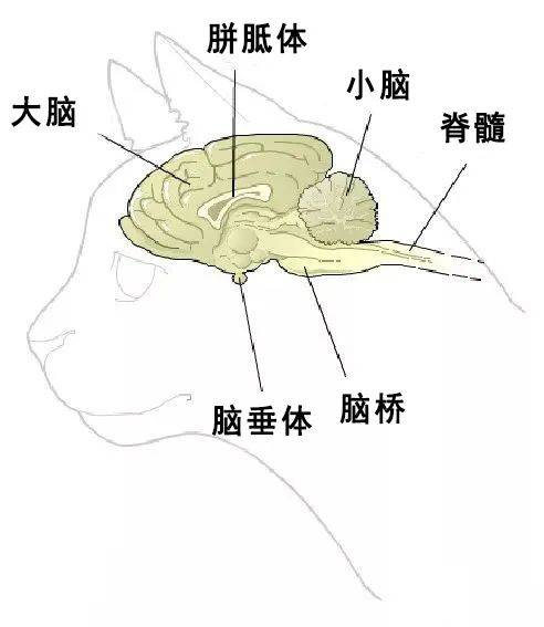 喵貝安 | 高純度牛磺酸,守護貓咪心臟健康_含量_氨基酸_影響