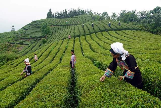 中国古茶树之乡普安图片