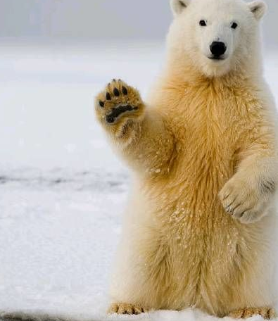 北极熊在水下放了个屁,下一秒立刻上岸:不行,太臭了,缓一缓先