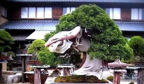 见过的都算土豪_盆景_价值_因为