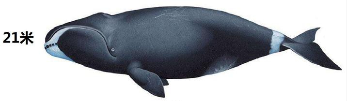 弓头鲸体重图片