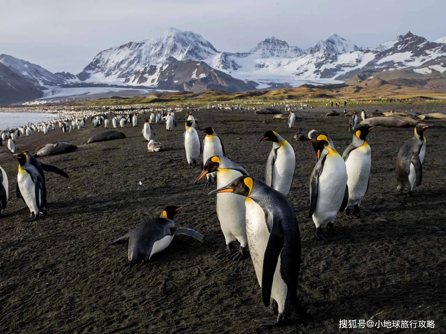 antarctica 21|麥哲倫探險號_公司_運營_旅遊