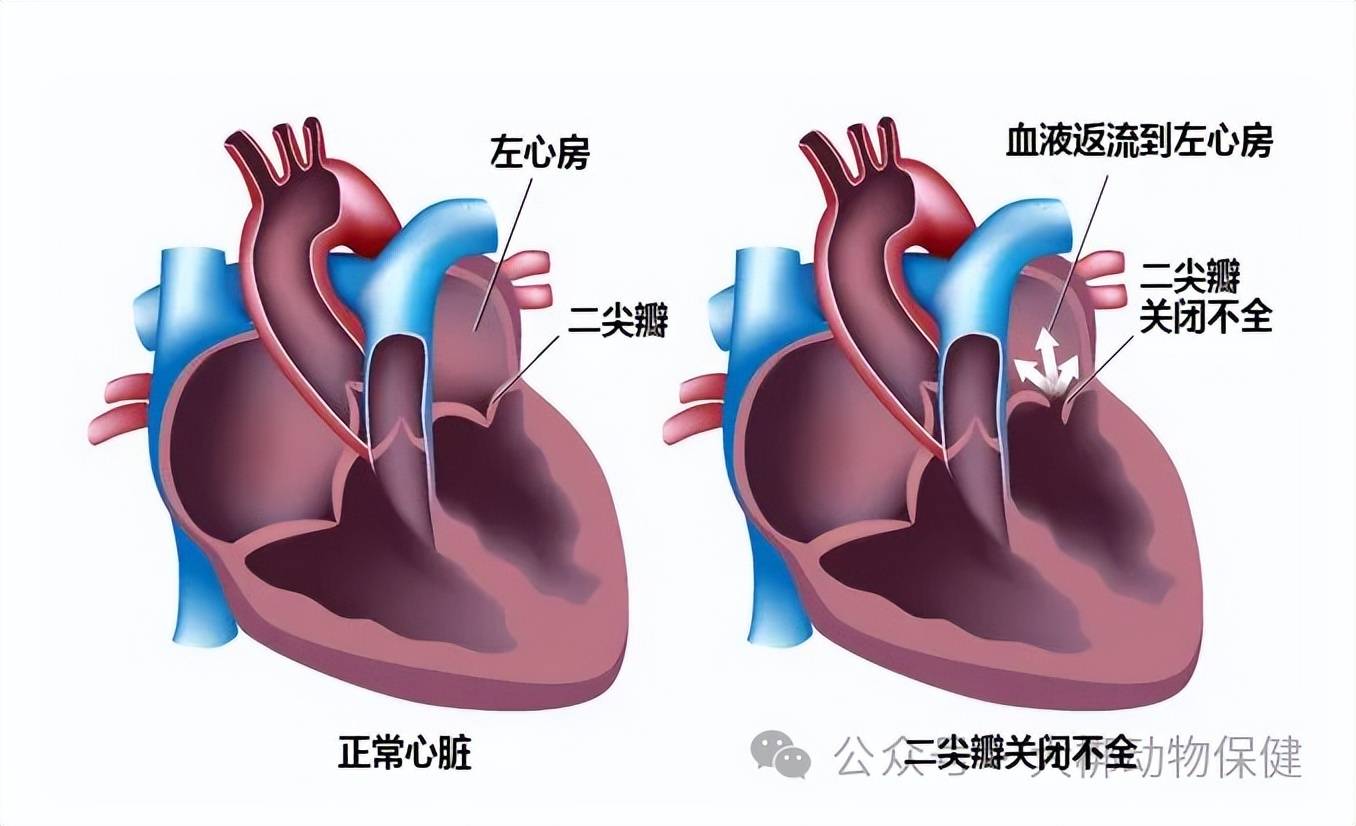 房室瓣在哪图片