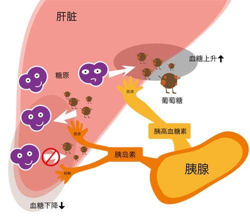 然而,如果你之前沒有糖尿病,卻突然出現高血糖症狀,如多尿,口渴,體重