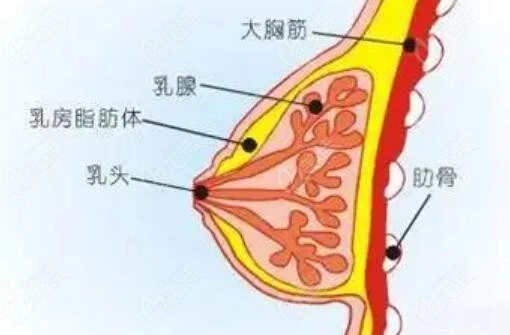 李春财:自体脂肪丰胸有什么危害和后遗症吗_手术_效果_净化