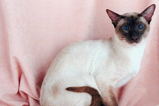 美国人玛丽安·多尔西和海伦·史密斯想培育新的猫咪品种,她们选择了
