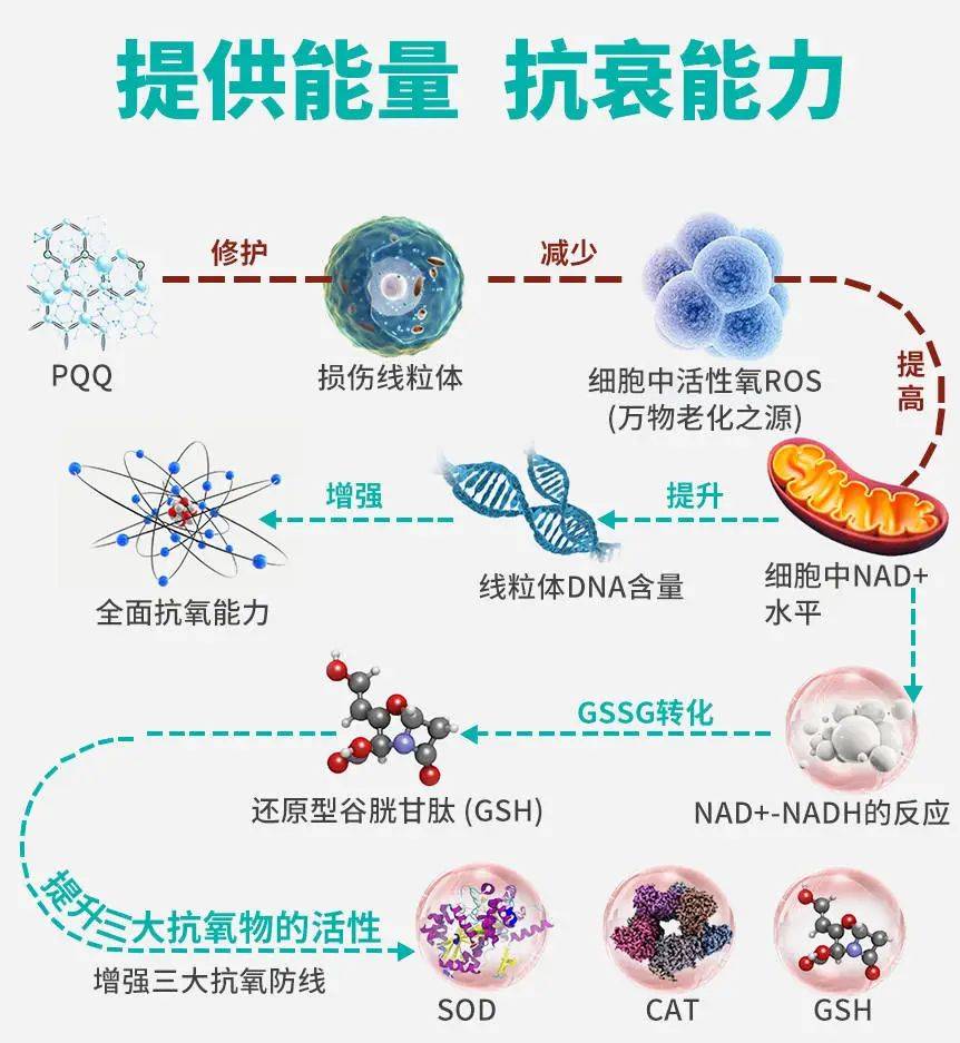 新美康生物科技產品篇_細胞_免疫_人體