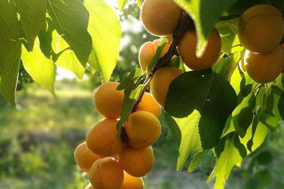 北方特有的3种水果,南方人见都没见过,北方人爱不释口_树干_果子_自然