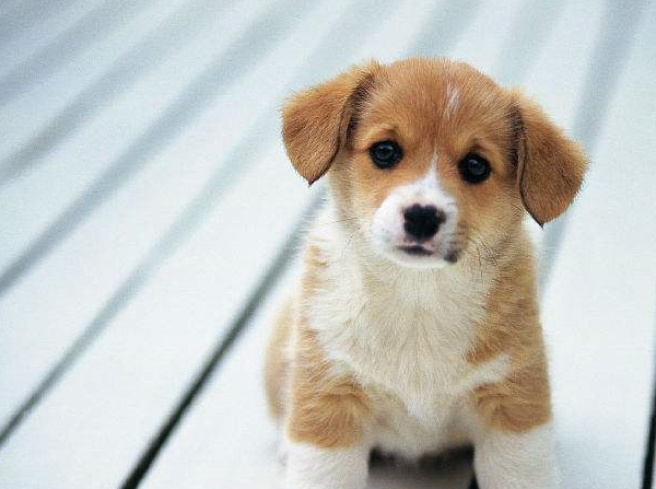 未绝育的公狗相对更容易患前列腺疾病和睾丸癌