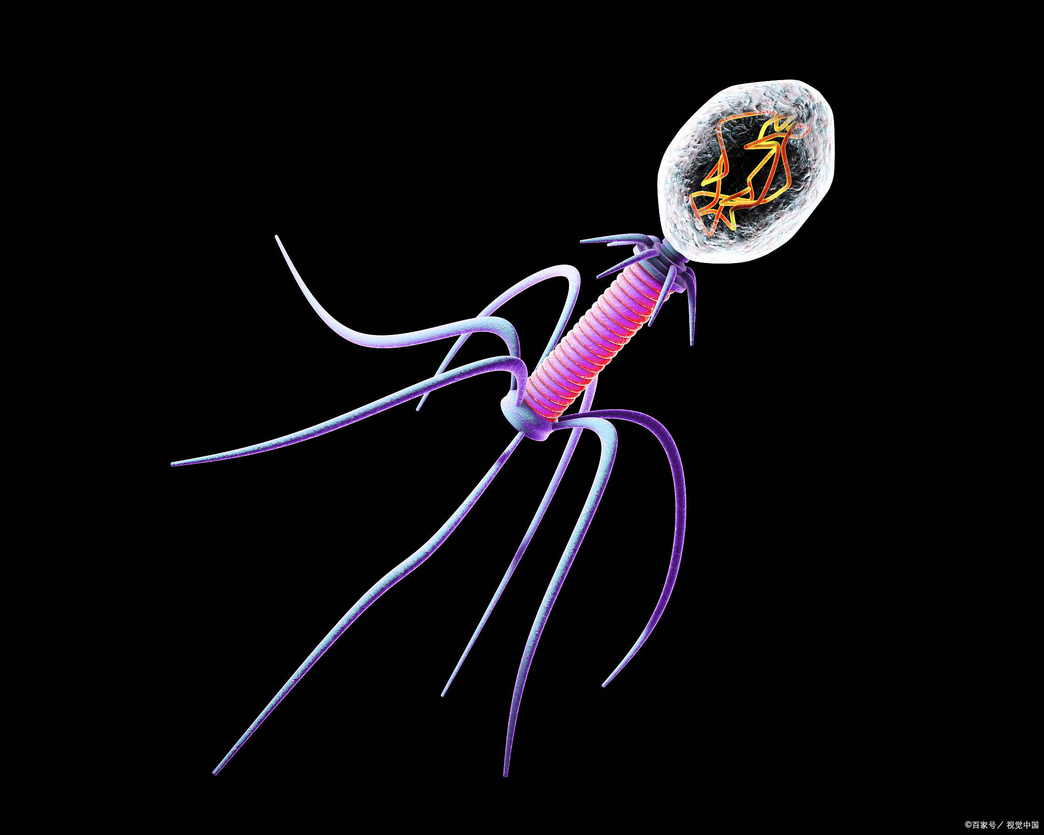 烈性噬菌体和温和性噬菌体