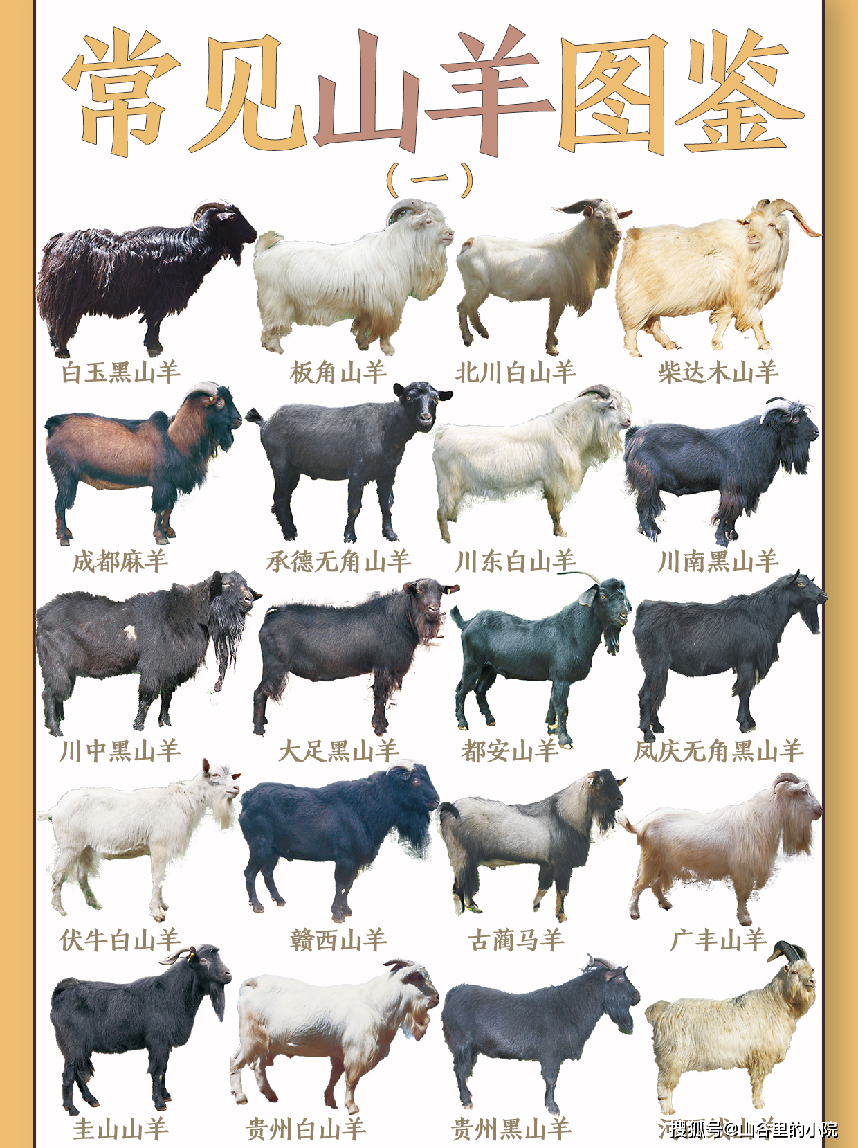 58种常见的山羊,其中这10种羊最好吃