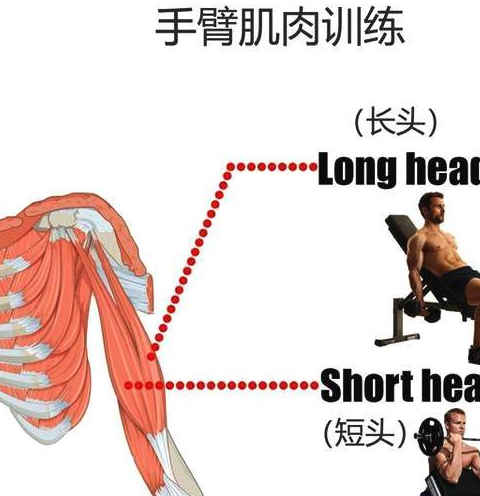 當我們鍛鍊手臂時,我們需要對肱二頭肌以及肱三頭肌的肌肉結構以及所