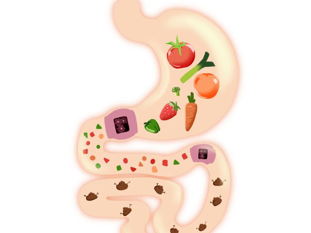 健康生活:膳食纤维---人体不可缺少的第七营养素_肠道_饮食_食物