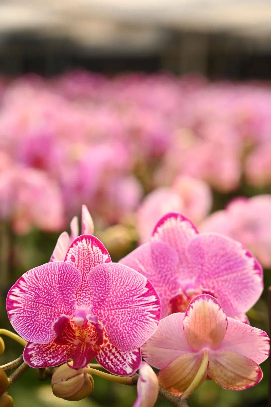 石碣5万株蝴蝶兰上市,增添浓浓的喜庆氛围_销售_花卉_品种