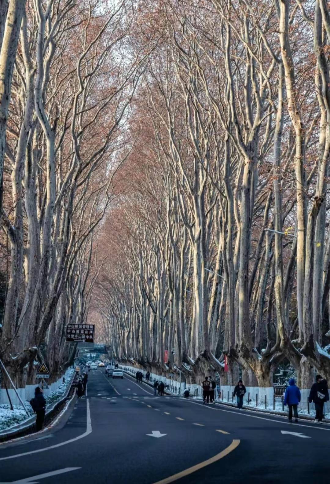 有人说,是因为蒋介石的妻子宋美龄特别喜欢法国的梧桐树,蒋介石特意