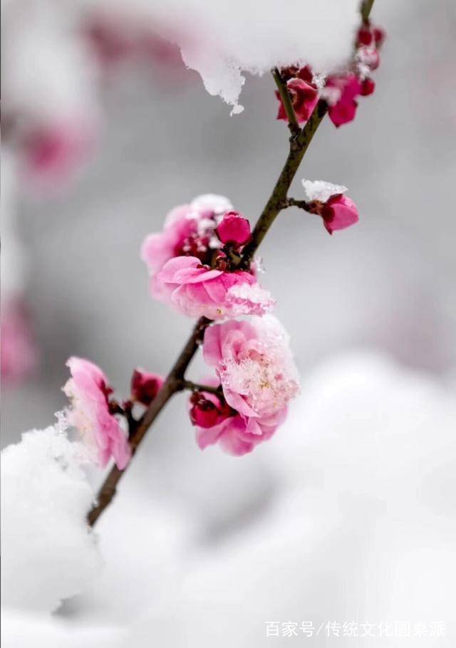雪输梅花一段香