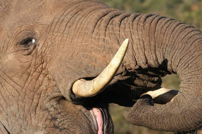 在东南亚象鼻竟成美食?能吃吗?_大象_肉质_鼻子