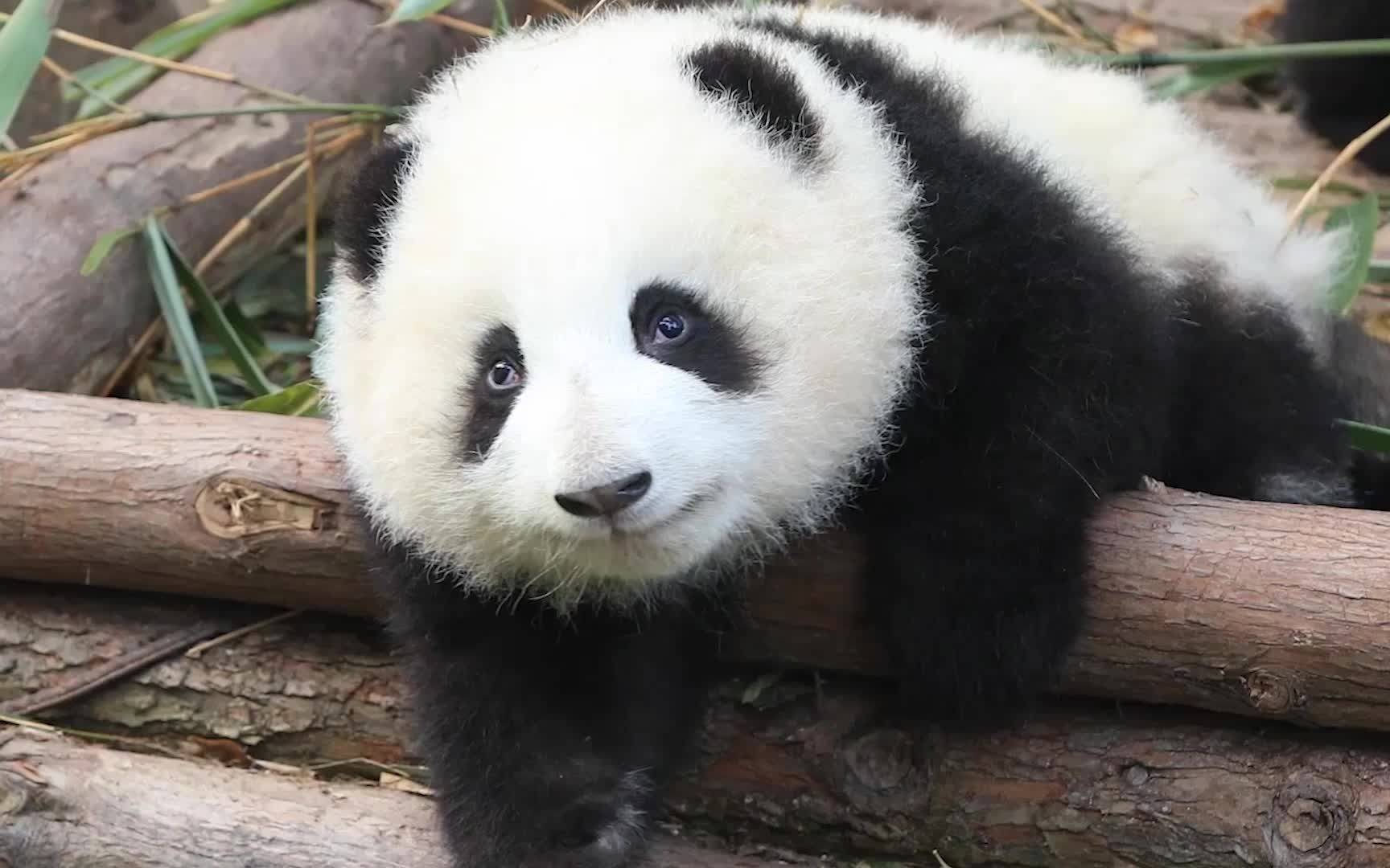 花花是美兰和洁癖公主的闺女,胖乎乎圆滚滚没脖子没腰,上幼儿园的时候