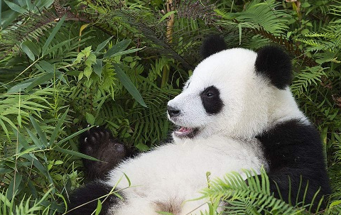 野生熊貓真實戰鬥力,熊貓戰鬥力到底有多強!_動物