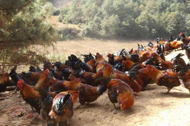 施甸:乡村产业"鸡"遇好_杨运仙_养殖_发展