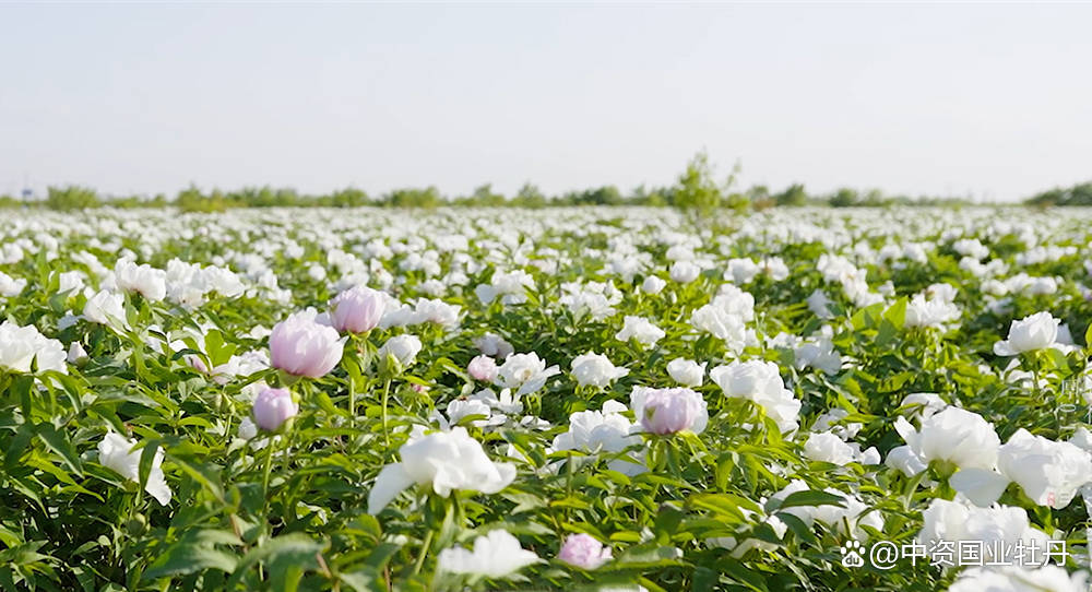 智健源丨旅游爆火,盘点春季游玩景点,全球最大牡丹花海不能错过!