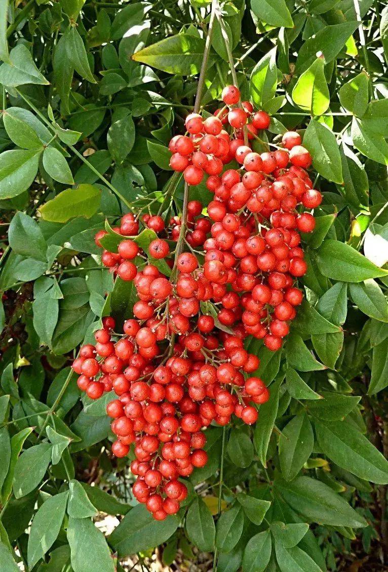 冬日这种常见的红色果实别摘别吃_南天竹_植物_绿化