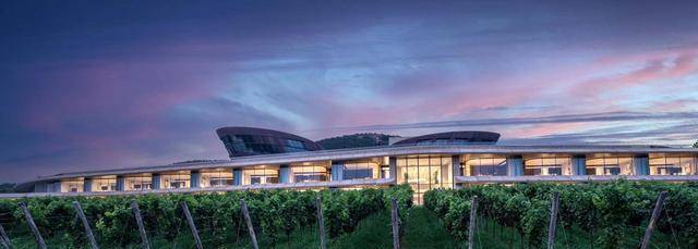 逃牛岭橙酒:果皮浸渍,芬芳满盈_酒庄_酿造_山东省蓬莱市