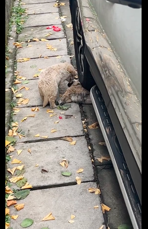 小狗被毒死後車還停在屍體上,同伴在旁邊不停舔舐它