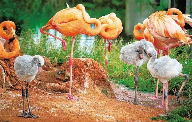 紅樹林為何是動物樂園?藏著什麼奇蹟?_繁殖_淨化環境