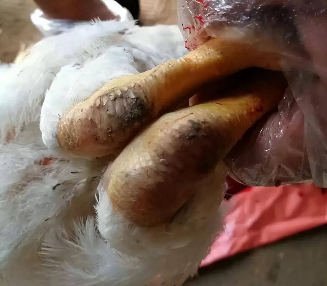 感染,我们可以使用:滑支剑客 多西环素 卡巴匹林钙去治疗,用药5~7天