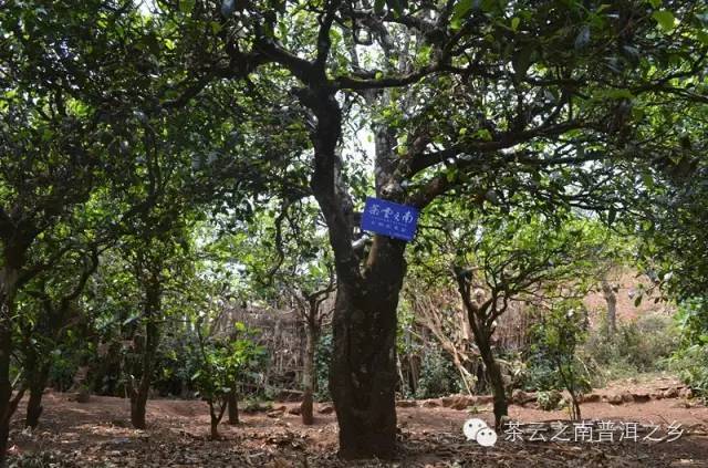 茶樹_茶山_海拔