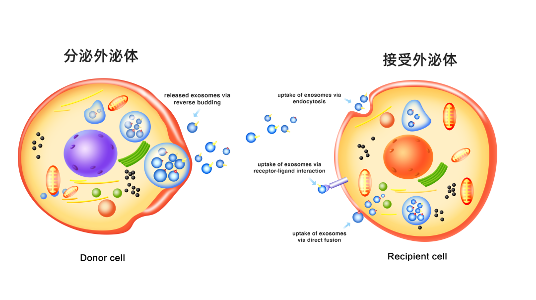 外泌体示意图图片