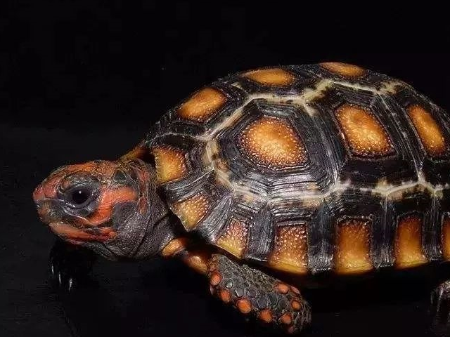 两爪鳖科的猪鼻龟……对于人来说,龟龟只是一宠物
