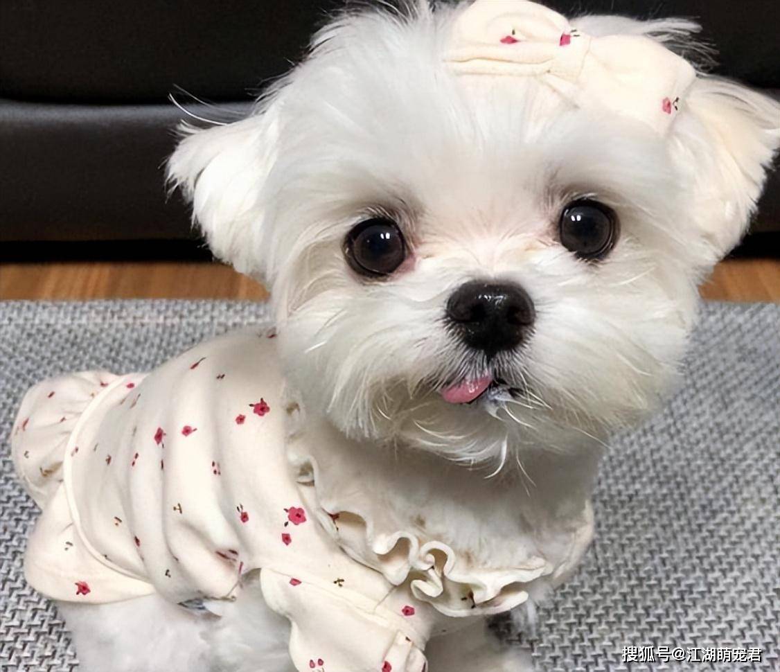 不瞒你说,养"马尔泰犬"是我做过最正确的决定!