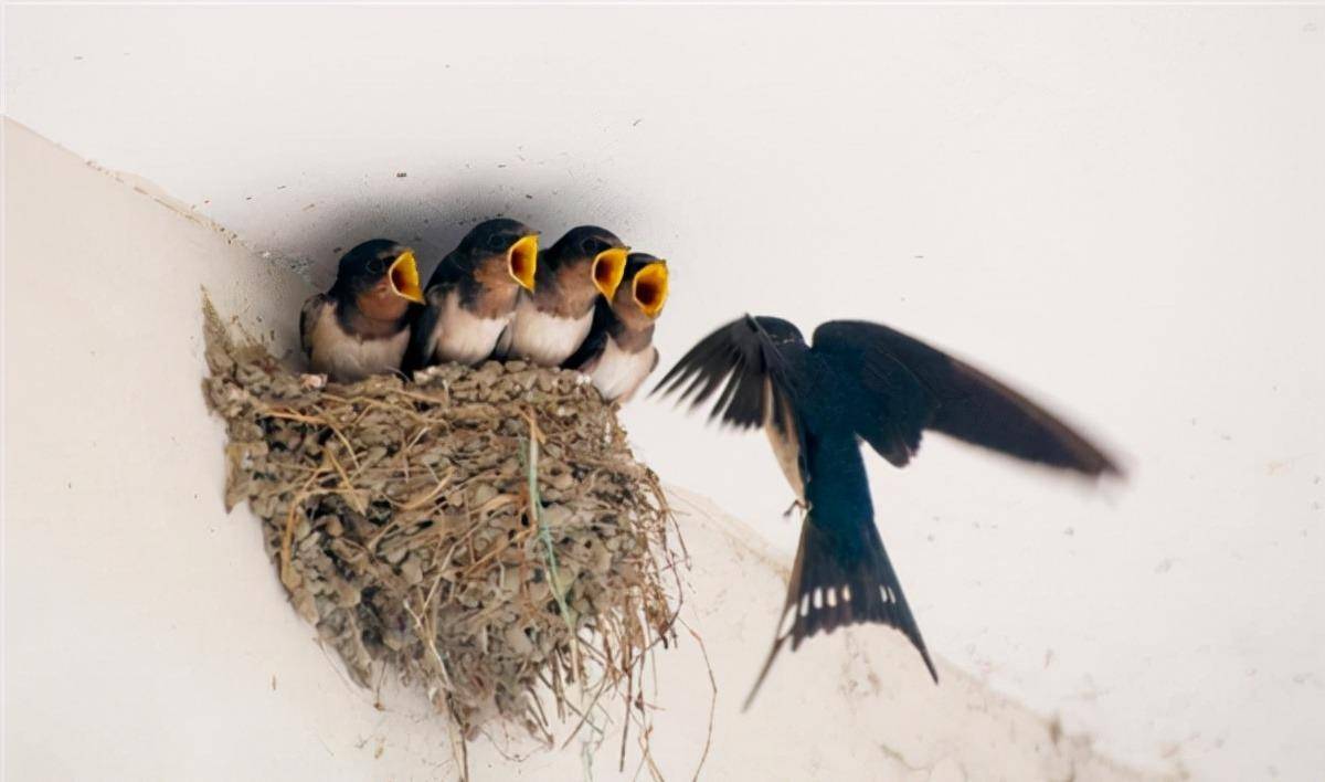 喜鹊_燕子_人家