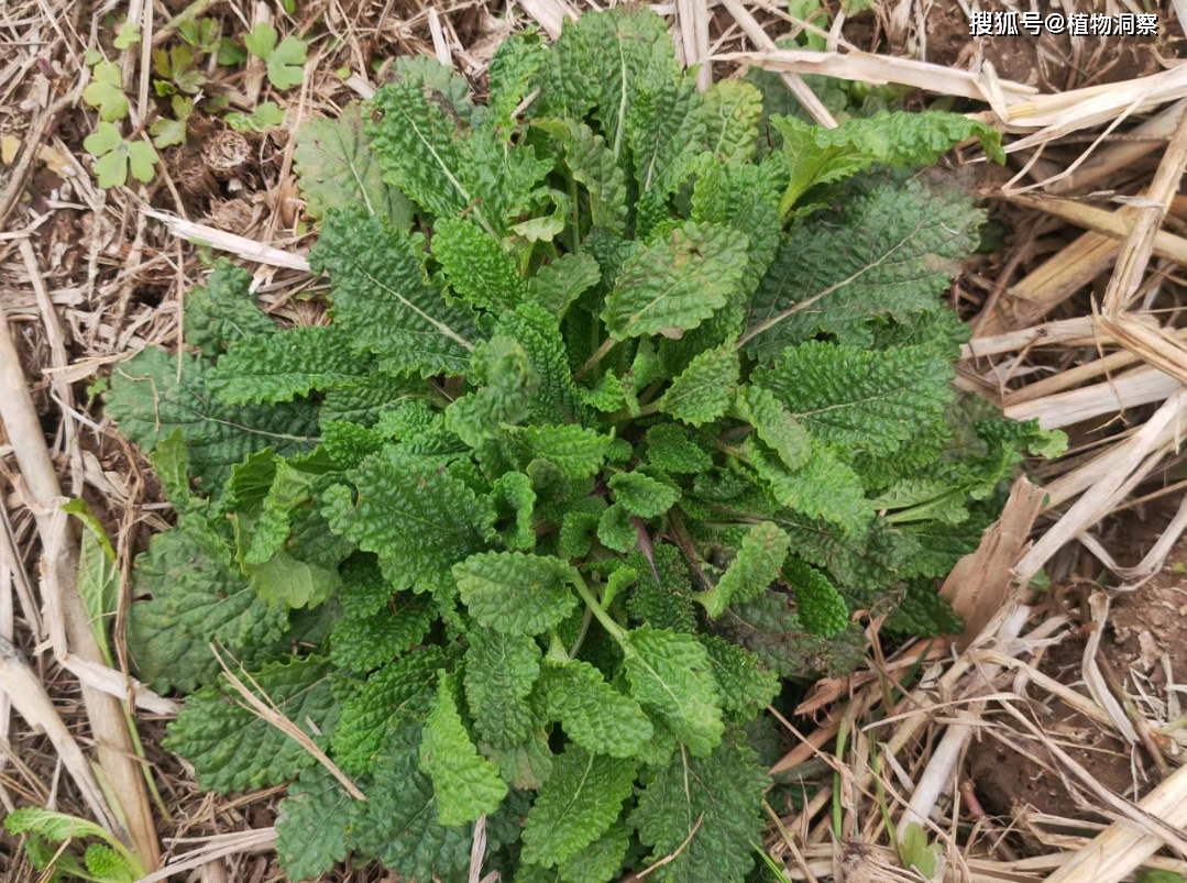 荔枝草,又名雪见草,青蛙草,有3大作用,价值极高,农民朋友要了解!