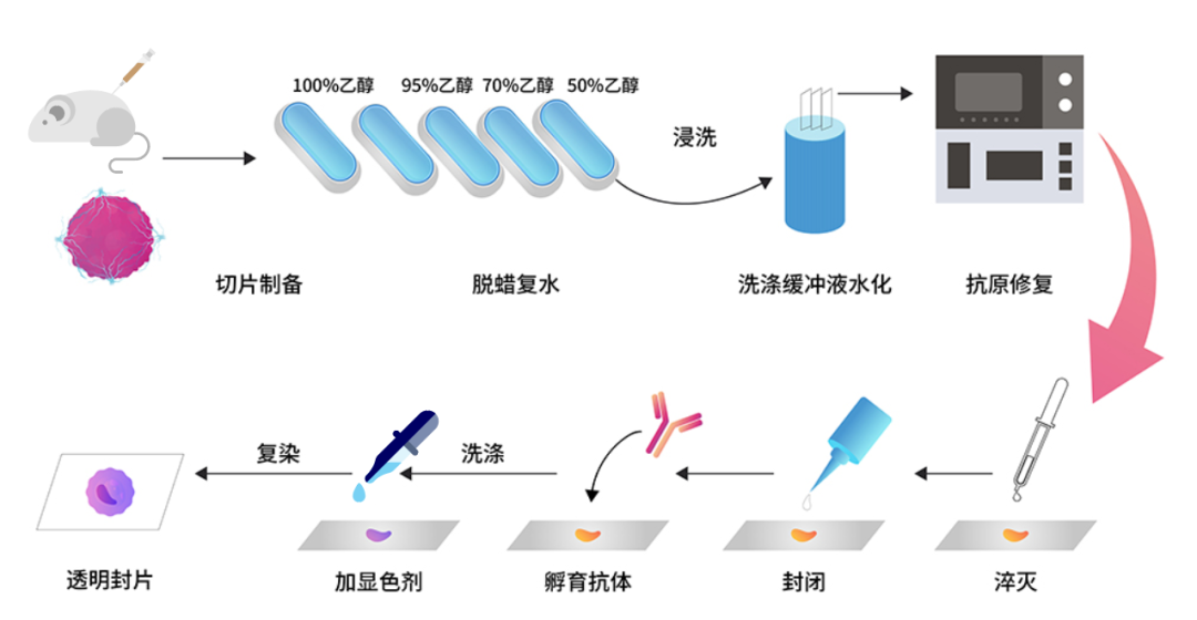 免疫组化流程图图片