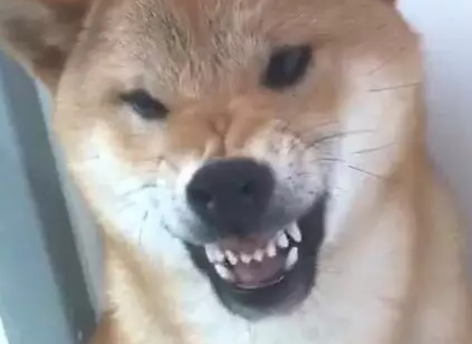 柴犬对着主人龇牙咧嘴,主人上去就是一巴掌:活腻歪了是吧?